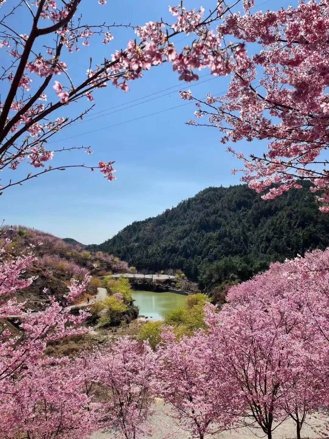【樱花季】三明大田屏山赏樱二日